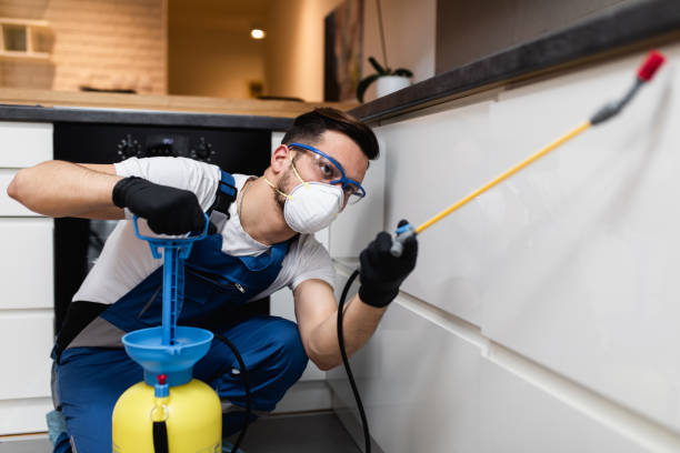 Best Termite Control Services  in St Anthony, ID