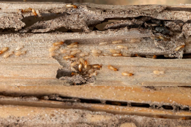 Best Wildlife Control Services  in St Anthony, ID
